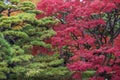 Momiji season in Japan, autumn leaves, very shallow focus Royalty Free Stock Photo