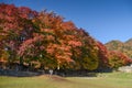 Momiji tunnel near Kawaguchiko lake