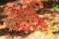 Momijis in Kenrokuen garden in Kanazawa Japan Royalty Free Stock Photo