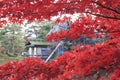 Momijis in Kenrokuen garden in Kanazawa Japan