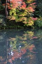 Momijis in Kenrokuen garden in Kanazawa Japan Royalty Free Stock Photo