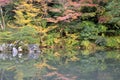 Momijis in Kenrokuen garden in Kanazawa Japan Royalty Free Stock Photo