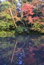 Momijis in Kenrokuen garden in Kanazawa Japan Royalty Free Stock Photo