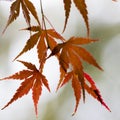 Momijis, mapple leaves in Kawasaki garden