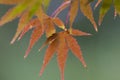 Momijis, mapple leaves in Kawasaki garden