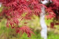 Momijis in traditional japanese garden