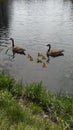 Momma and the babies ducks Royalty Free Stock Photo