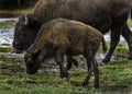 Momma and Baby Bison