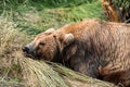 Momma bear napping