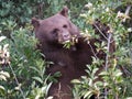 Momma black bear after berries