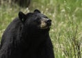 Momma black bear with grass in her mouth