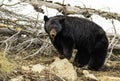 Momma black bear in yellowstone