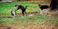 Momma Cat Playing with her Kittens Royalty Free Stock Photo