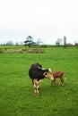 Momma Cow and Calf on a green meadow, hills, cloudy weather