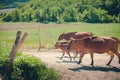 Momma Cow and Calf Royalty Free Stock Photo