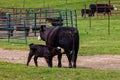 Black Hereford Momma Cow nursing calf. Royalty Free Stock Photo