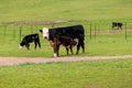 Momma Cow nursing calf on a warm spring day. Black Hereford Cows