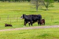 Momma Cow nursing twin calves on a warm spring day. Black Hereford