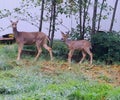 Momma deer and her baby