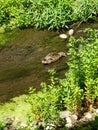 Momma Digging deep for food in the creek