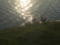 Momma duck and babies
