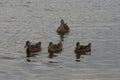 Momma duck and babies