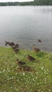 Momma Duck with baby ducklings after swimming