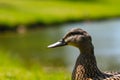 Momma Duck Close Up - Stock Image