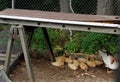 Momma duck and her brood of ducklings underneath a work bench.. seeking cover.. huddled football team