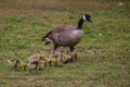 Momma Goose and Her Goslings Royalty Free Stock Photo
