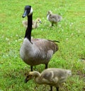 Momma goose and babies