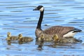 Momma Goose