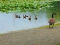 Momma Goose and Goslings