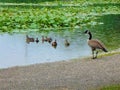 Momma Goose and Goslings