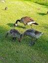 Canada geese