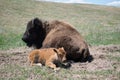 Momma Bison soaking up some sun with her baby