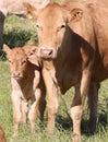 Momma and her calf Royalty Free Stock Photo