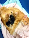 Momma with her kittens