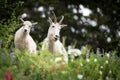 Momma Goat with Kid