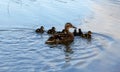 Momma Mallard and ducklings