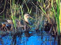 Momma Mallard with Ducklings in Grass