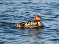 Momma Merganser and Chicks