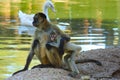 Momma Mother monkey and baby at the World Wildlife Zoo