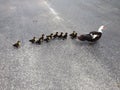 Momma Muscovy duck & her 11 little ones