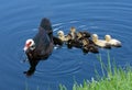 Momma Muscovy Duck Swimming With Her Ducklings