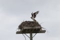 Momma Osprey and her nest