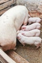 Momma pig feeding little pigs