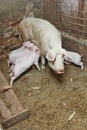 Momma pig feeding pigs in barn