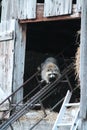 Momma Raccoon Living in the Hayloft