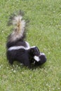 Momma Skunk Moving her Baby to Safety by Carrying it in her Mouth